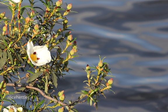 Lack-Zistrose (Cistus ladanifer)